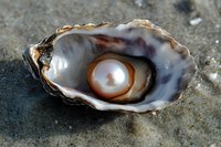 Lustrous pearl nestled inside open oyster shell on sandy beach, showcasing natural gem formation and marine treasure for luxury, jewelry, and coastal themes.