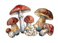 Watercolor illustration of various mushroom species including red toadstools and brown fungi arranged in a botanical composition. Isolated clipart suitable for educational materials, nature designs, and woodland-themed projects.