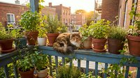Urban rooftop garden with potted plants and herbs on blue railing, raccoon exploring containers at golden hour, brick buildings background, outdoor gardening space.