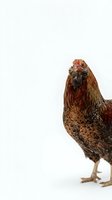 Brown speckled hen chicken isolated on white background for farm poultry design projects and agricultural marketing materials.