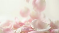 Soft pink rose petals with delicate water droplets creating romantic dreamy atmosphere for wedding invitations and feminine design projects.