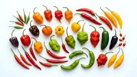 Assorted fresh chili peppers and bell peppers arranged on white background, including red, yellow, orange, and green varieties for cooking and culinary design projects.