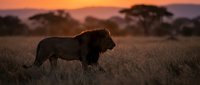 Male lion walking through golden savanna grassland at sunset with acacia trees silhouetted against warm orange sky. Wildlife photography for nature and travel content.