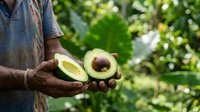 Farmer holding freshly harvested avocado halves showing pit and flesh in hands outdoors with green foliage background, agriculture and organic produce concept.