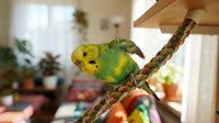Yellow and green budgerigar perched on rope branch in bright indoor home environment with potted plants and natural light, suitable for pet care and animal content.