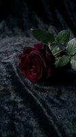 Dark burgundy rose on black fabric creates moody romantic atmosphere for gothic wedding invitations, sympathy cards, or dramatic floral arrangements.