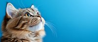 Tabby cat with white markings looking upward against bright blue background, studio portrait for pet and animal content.