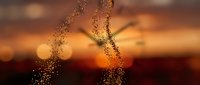 Water droplets splashing in golden sunset light creating dynamic motion against warm bokeh background for refreshing summer concepts.