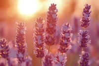 Purple lavender flowers blooming in golden sunset light creating warm dreamy atmosphere for aromatherapy and relaxation concepts.