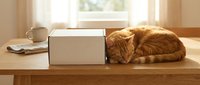 Fluffy ginger cat sleeping curled up beside a white cardboard box on a wooden table in a cozy sunlit home interior.