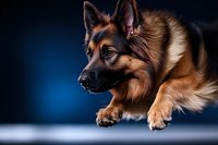 German Shepherd dog with tan and black coat standing alert against blue studio background, suitable for pet, animal, and breed-related projects.
