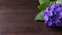 Purple hydrangea flower with green leaves on dark wooden background, corner composition with copy space for text, suitable for floral design and greeting cards.