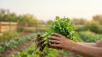 Farmer holding freshly harvested parsley with soil-covered roots in vegetable garden field, organic farming and sustainable agriculture concept for agricultural business and food production.