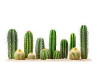 Diverse collection of green columnar and barrel cacti arranged in row on light background, creating minimalist desert garden composition on white.