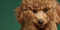 Adorable toy poodle puppy with curly brown fur against green background. Studio portrait of small fluffy dog with expressive dark eyes for pet care concepts.