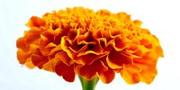 Vibrant orange marigold flower in full bloom against white background, showcasing delicate ruffled petals and rich color for garden design projects.