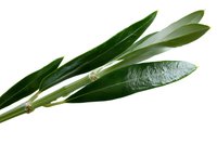 Fresh olive branch with green leaves isolated on white background, ready for design use in food, cosmetic and wellness projects.