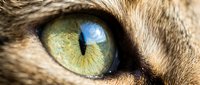 Macro shot of a cat's eye with striking blue and yellow-green iris, showing detailed fur texture and reflective pupil for wildlife and animal photography projects.