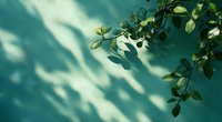 Green plant leaves casting soft shadows on turquoise wall in sunlight, creating natural minimalist composition with diagonal light pattern and copy space.