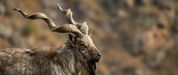 Wild markhor goat with impressive spiral horns in natural mountain habitat during golden hour lighting for wildlife photography and nature documentation.