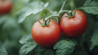 Fresh ripe red tomatoes growing on vine with water drops and green leaves in garden, macro close up view for food and agriculture concept.