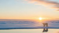 Polar bear walking on frozen Arctic ice during golden hour sunset with dramatic sky colors reflecting on water surface creating peaceful winter landscape.