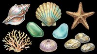 Watercolor sea shells, starfish, coral, sea glass, and stones clipart set, isolated on transparent background. Great for stickers, t-shirt design, and print on demand.