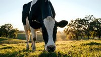 Black and white dairy cow standing in green pasture field during golden hour sunset with trees in background for agriculture and farming concepts.