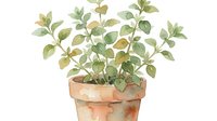 Potted plant with green and golden foliage in terracotta container, isolated on white background for design, home decor, and botanical illustrations.