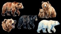Grizzly bear, brown bear, and black bear isolated on transparent background, ready for t-shirt design, clipart, stickers, sublimation, and print-on-demand products.
