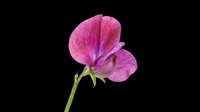 Vibrant magenta sweet pea flower with delicate petals isolated on transparent background. Ready for t-shirt designs, clipart, stickers, sublimation and print-on-demand projects.