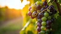 Ripe grapes hanging on vine in warm golden sunlight creating natural agricultural harvest scene for wine industry and farming concepts.