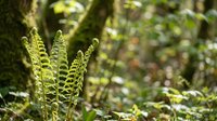 Young green fern fronds unfurling in natural forest setting with soft bokeh background, showcasing fresh spring growth and woodland botanical details.