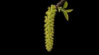 Isolated yellow-green catkin flower cluster with elongated drooping form and small leaves on transparent background, ready for botanical designs, educational materials, clipart, and print-on-demand products.