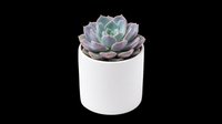 Succulent plant with purple and green rosette leaves in white ceramic pot, isolated on transparent background. Ready for t-shirt design, clipart, stickers, print-on-demand, and sublimation projects.