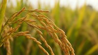 Golden rice grains hanging on stalks in agricultural field during harvest season with blurred natural background for food and farming concepts.