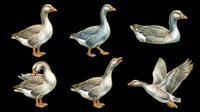 Goose isolated on transparent background in multiple poses and angles, ready for clipart, t-shirt design, stickers, print-on-demand products, and sublimation projects.