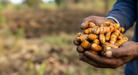 Farmer holding freshly harvested ginger root in hands over agricultural field, showcasing organic produce cultivation and harvest for farming, agriculture, and food industry use.