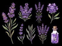 Lavender flowers and essential oil bottle isolated on transparent background, ready for t-shirt designs, clipart, stickers, sublimation, print-on-demand products and digital crafts.