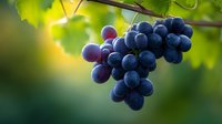 Fresh ripe purple grapes hanging on grapevine branch with green leaves in soft sunlight, macro close up view for wine and harvest concepts.