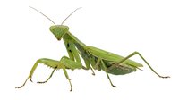 Green praying mantis insect isolated on white background, side view. Predatory arthropod for nature, wildlife, and educational design projects.