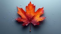 Vibrant red maple leaf with water droplets on gray background, dramatic lighting highlights autumn colors and textures for seasonal designs and nature concepts.