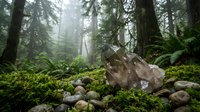 Misty old growth forest with moss covered rocks and fallen logs creating mystical woodland atmosphere for nature photography and outdoor adventure concepts.