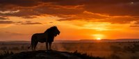 Majestic lion silhouette standing on rocky outcrop against dramatic orange sunset sky in African savanna landscape during golden hour wildlife photography.