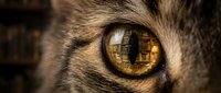 Close-up of a cat's eye with golden amber iris reflecting a library interior, showcasing detailed fur texture and feline features for wildlife and animal content.