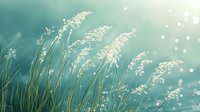 Delicate white grass plumes swaying against turquoise bokeh background create dreamy natural atmosphere, soft focus nature photography for tranquil wall art and decor.