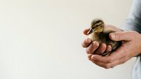 Newborn duckling held in adult male hands against neutral background, wildlife care and animal husbandry concept for educational and commercial use.