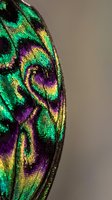 Vibrant chameleon skin texture displaying iridescent scales in emerald green, purple, and golden yellow tones with intricate pattern details for nature and wildlife design projects.