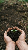 Hands holding soil with young seedling sprout, gardening and environmental conservation concept for sustainable growth and nature care.