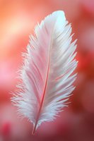 Soft white feather floating against dreamy coral pink blurred background with gentle lighting effects for peaceful spiritual and wellness concepts.